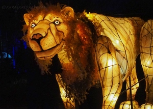 Chester Zoo Lanterns - Lion