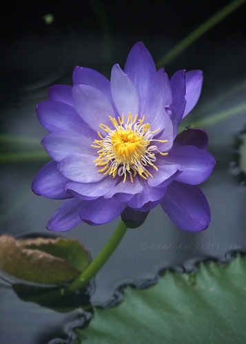 20230221-waterlily.jpg