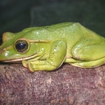 20230403-tree-frog.jpg