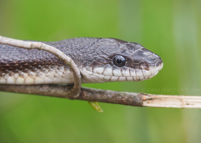 20230415-black-rat-snake.jpg