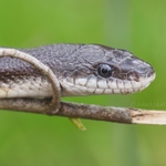 20230415-black-rat-snake.jpg