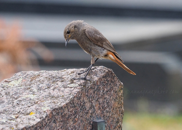 20230621-redstart.jpg