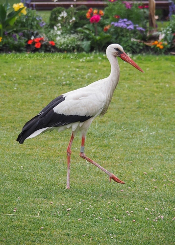 20230622-stork.jpg