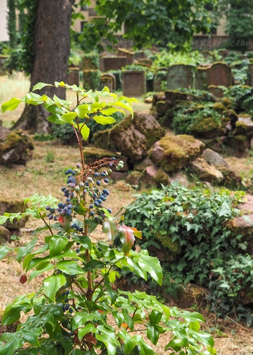 20230623-frankfurt-old-jewish-cemetery.jpg