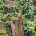 20230523-red-squirrel.jpg