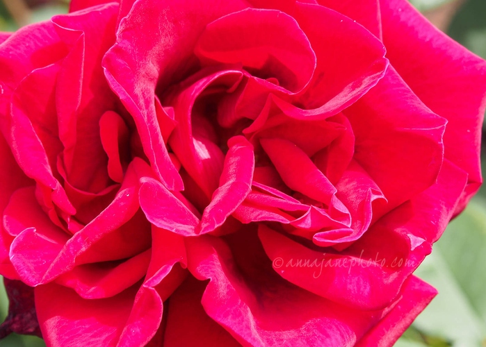 20230710-macro-rose.jpg