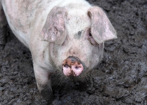 Pig in Mud