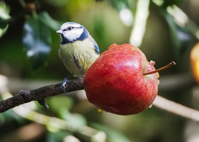 20231015-blue-tit.jpg