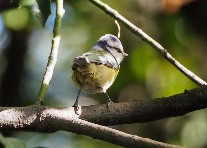 20231015-blue-tit-2.jpg