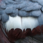 20231110-victoria-crowned-pigeon-feathers.jpg