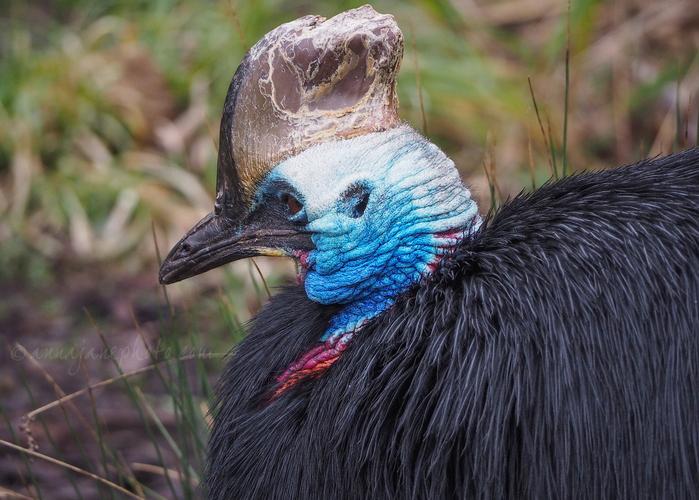 20240311-cassowary.jpg