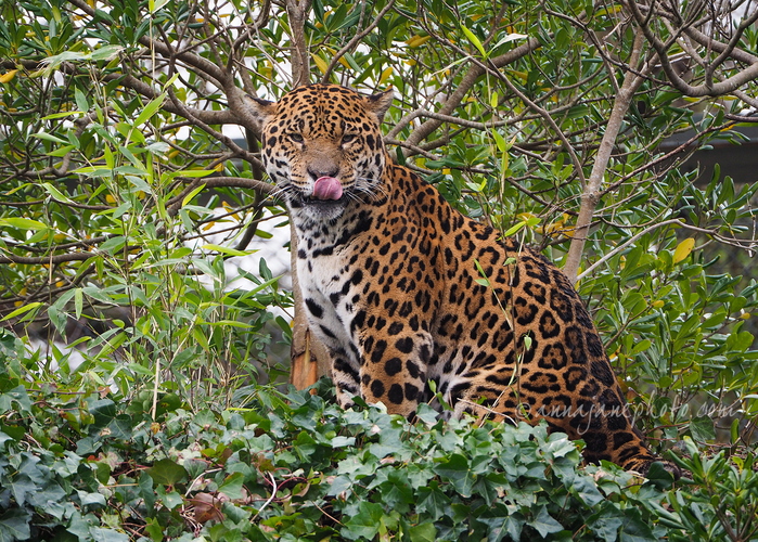 20240311-napo-jaguar.jpg