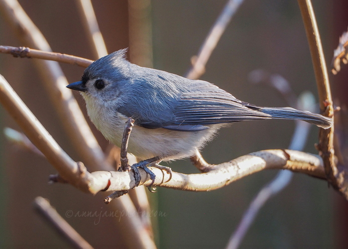 20240321-tufted-titmouse.jpg