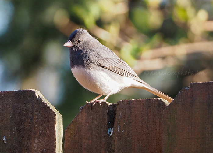 20240321-dark-eyed-junco.jpg