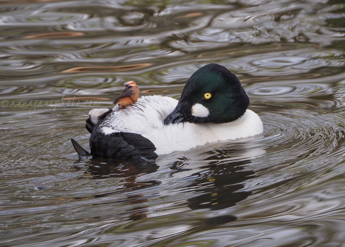20240404-common-goldeneye-3.jpg