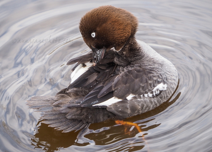 20240404-common-goldeneye-2.jpg