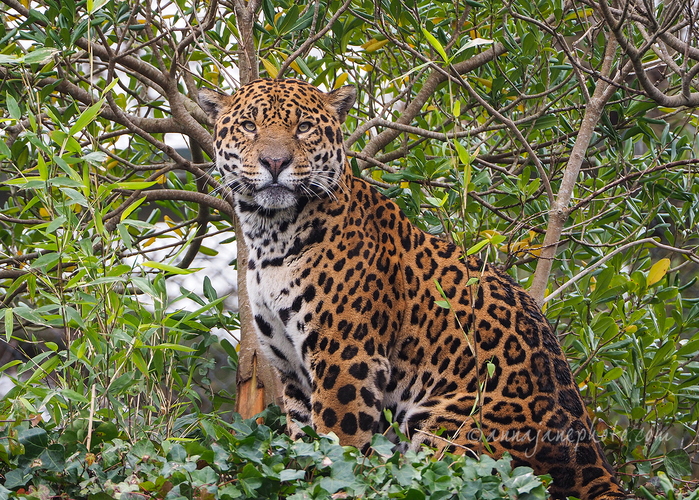 20240311-napo.jpg