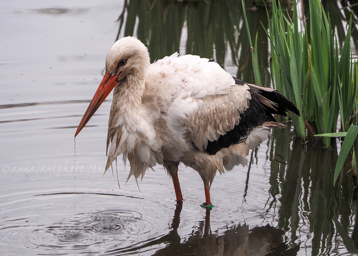 20240404-bathing-stork-3.jpg
