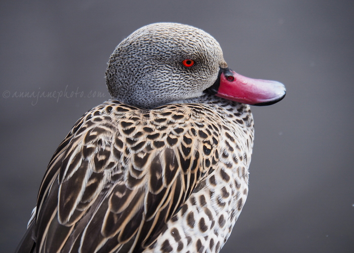 20240404-cape-teal.jpg