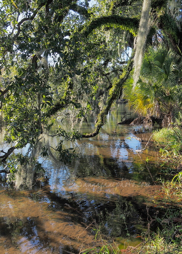 20250113-city-park-trees.jpg