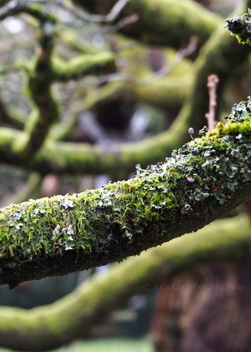 20241124-allerton-oak.jpg
