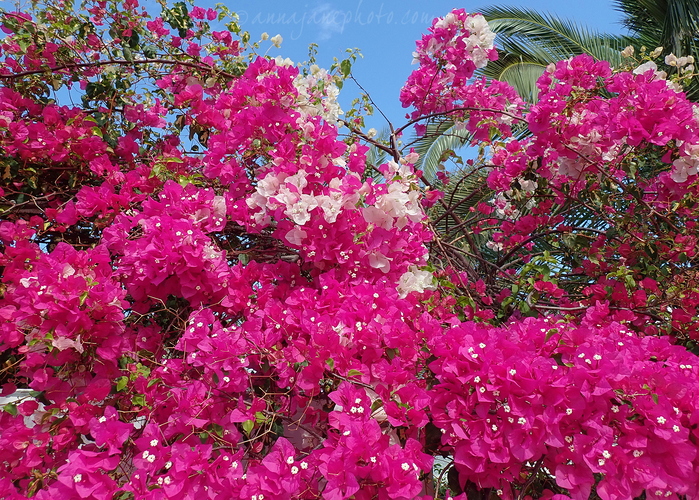 20250408-bougainvillea.jpg