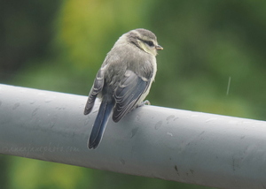 Juvenile Blue Tit
