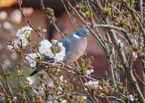 Woodpigeon & Blossom