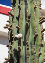 Flowering Cactus