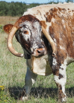 Longhorn Cattle