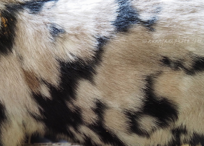 20250420-anglo-nubian-goat-hair.jpg