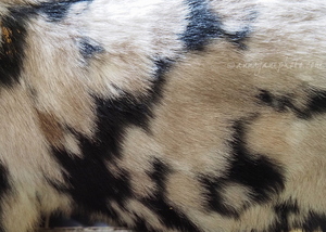 Anglo Nubian Goat Hair