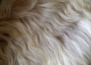 Cashmere Goat Hair