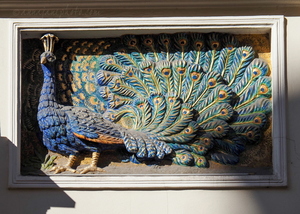 Peacock