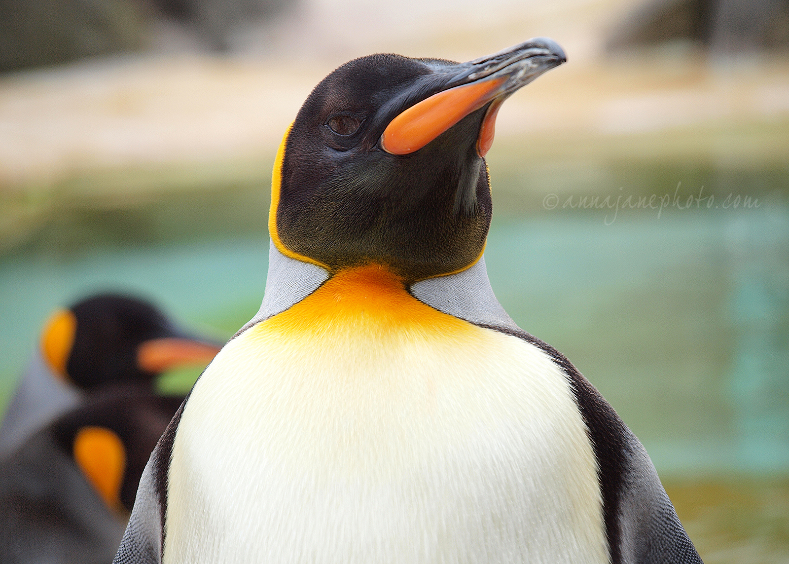 king penguin