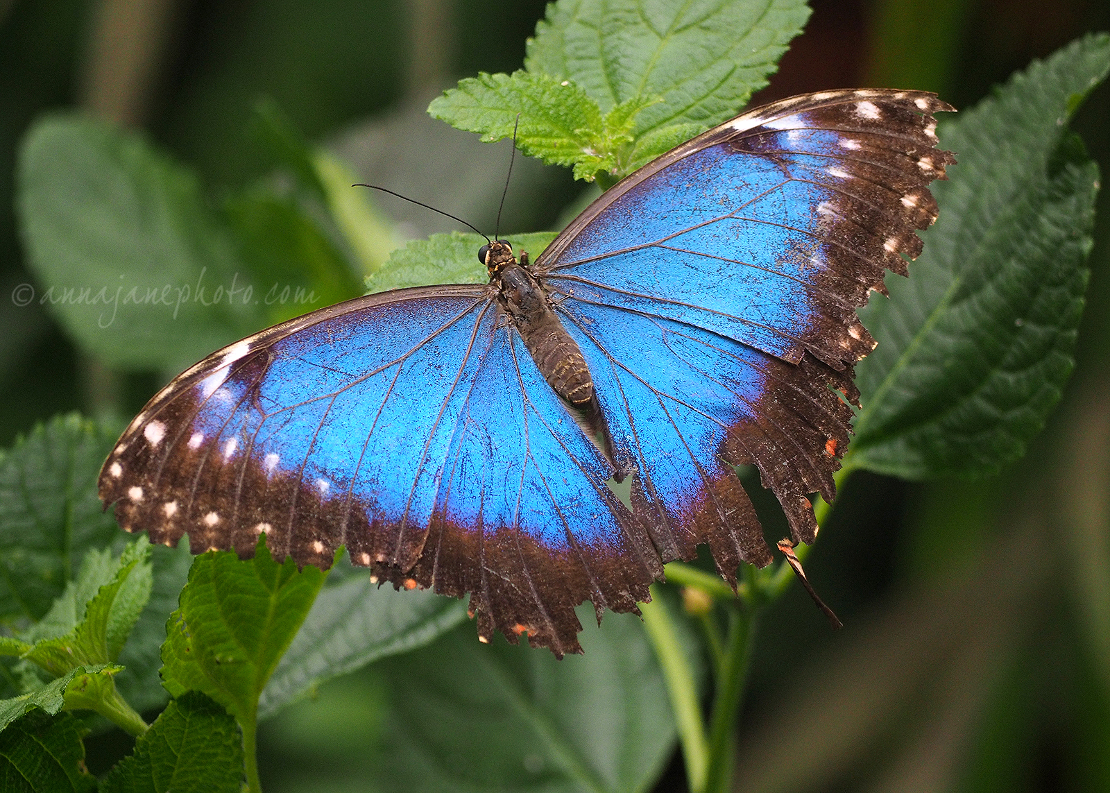 blue morpho butterfly