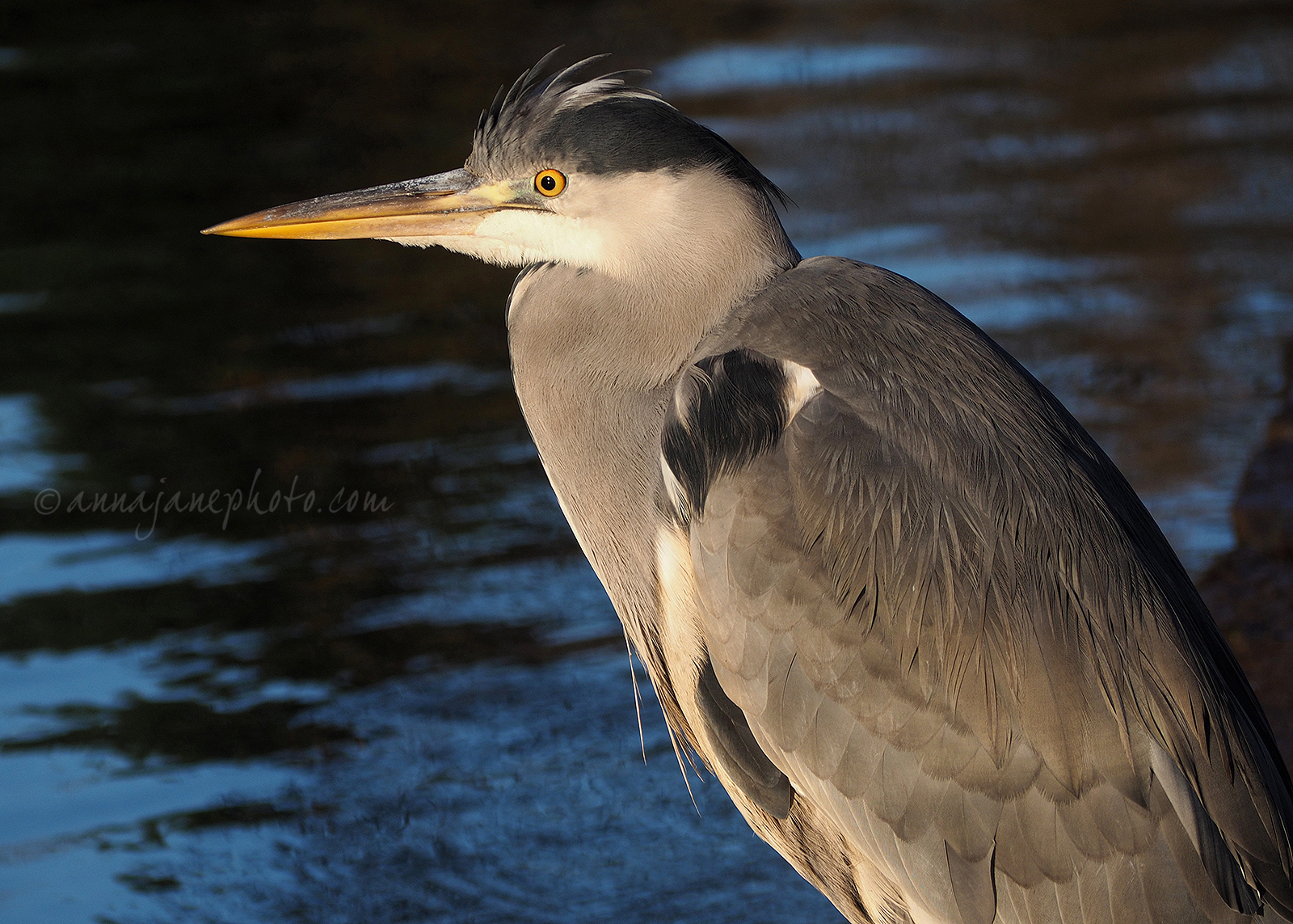grey heron