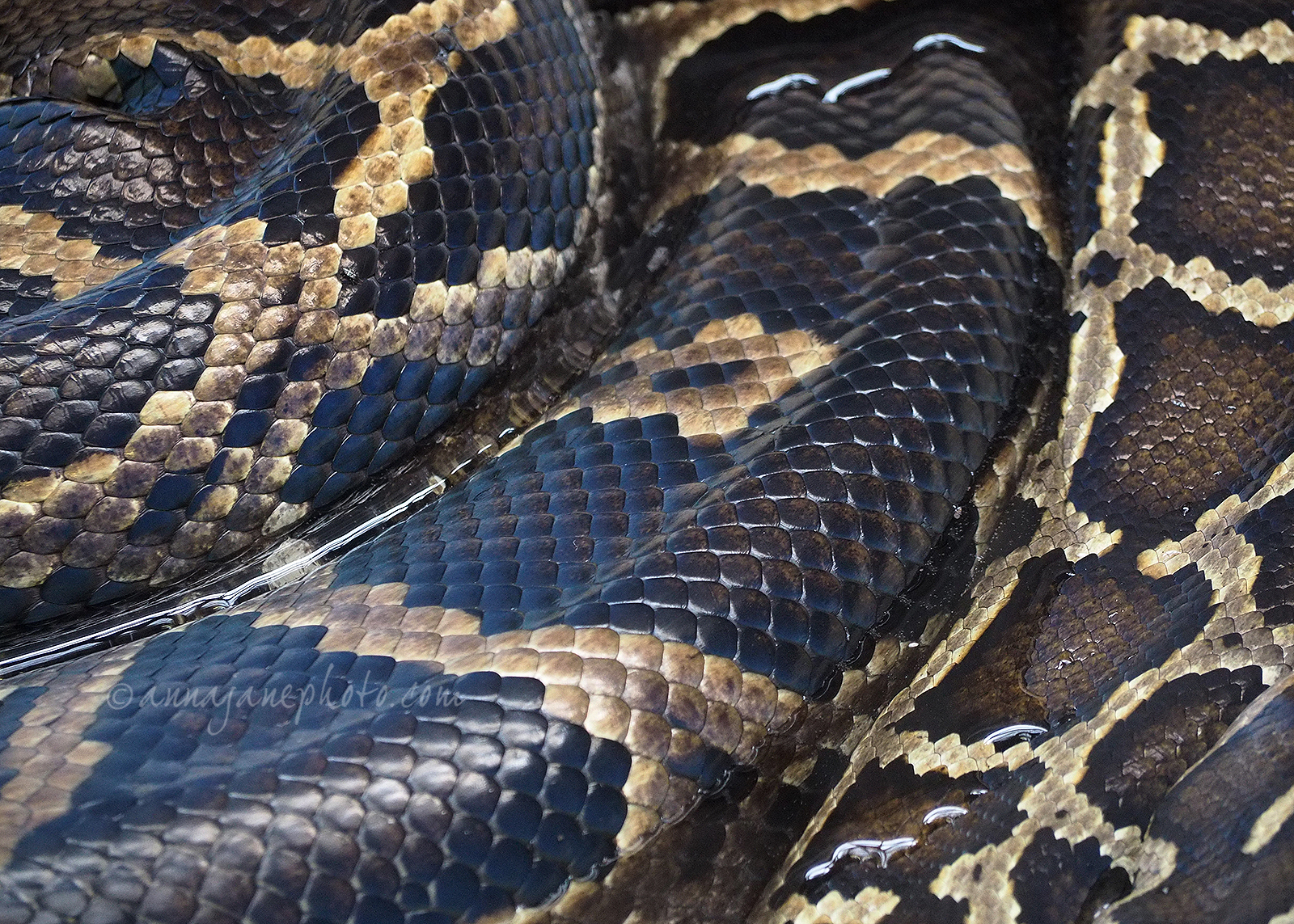 Burmese Python Skin - Anna Nielsson Photography