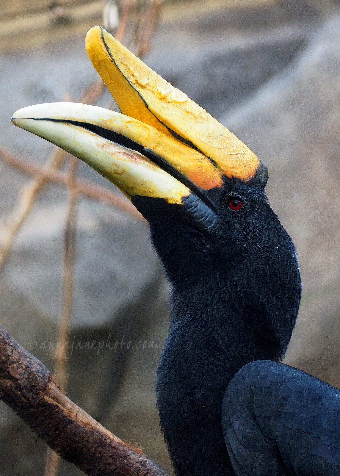 rhinoceros hornbill